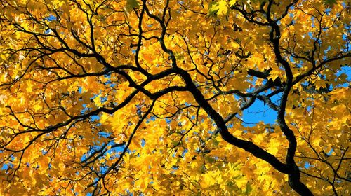 Low angle view of yellow tree against sky during autumn