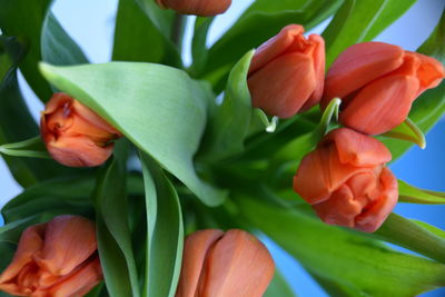 High angle view of orange tulips blooming outdoors