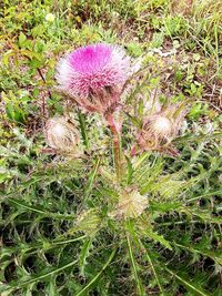 High angle view of purple flowering plants on land