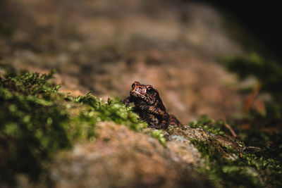 Close-up of frog on rock