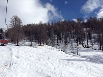 Trees on snow covered landscape