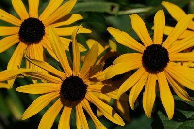 Close-up of yellow gerbera daisy