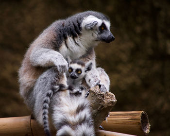 Lemurs looking away while sitting on wood in forest