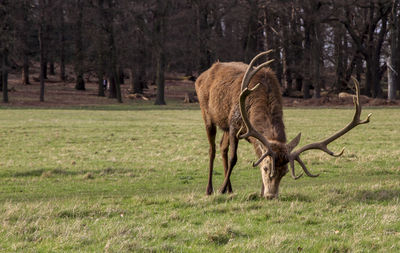 Horse grazing on field