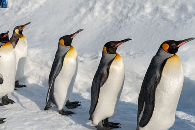 View of birds in snow