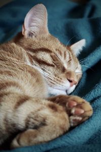 Sleeping orange kitten