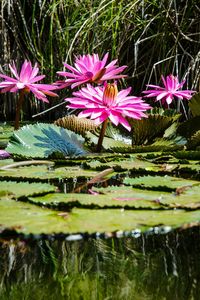 Pink lotus water lily in lake