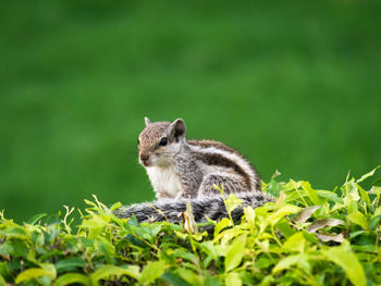 Squirrel on a field