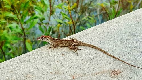 Close-up of lizard on tree
