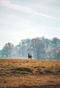 Deer standing on ground against sky