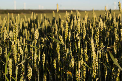 Close-up, green wheat field with sky