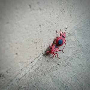 Close-up of insect on wall