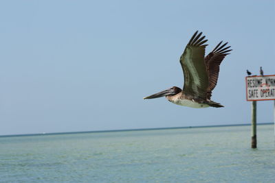 Bird flying over sea against sky