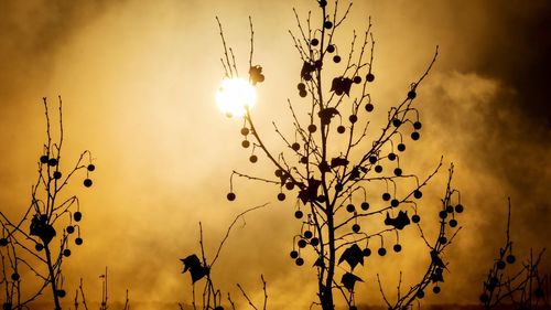 Low angle view of silhouette plants against sky during sunset