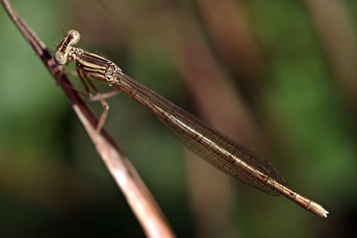 Close-up of damselfly on plant