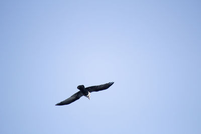 Low angle view of seagull flying against clear sky