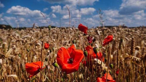 Close-up of red poppies on field against sky