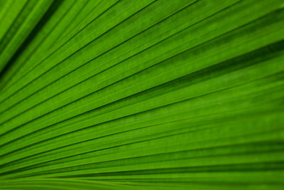 Full frame shot of palm leaves