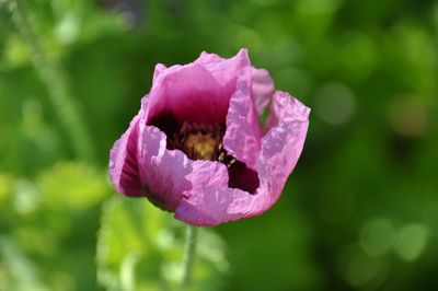 Close-up of pink flower