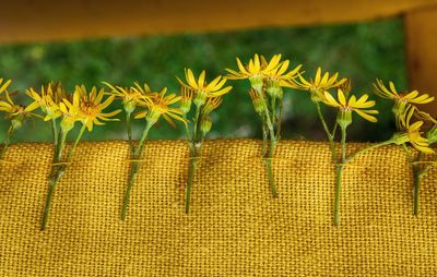 Close-up of yellow flowering plant