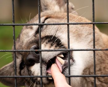 Close-up of a cougar licking human finger through fence