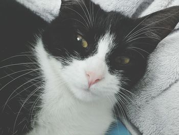 Close-up portrait of cat