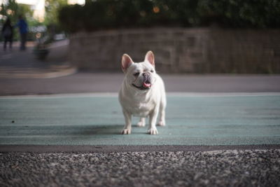 Portrait of a dog