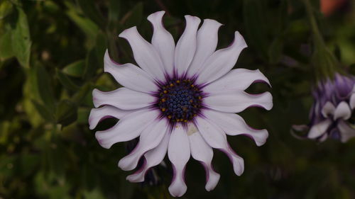 Close-up of pink flower blooming outdoors