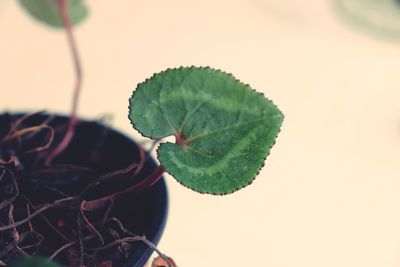 Close-up of green leaves on potted plant