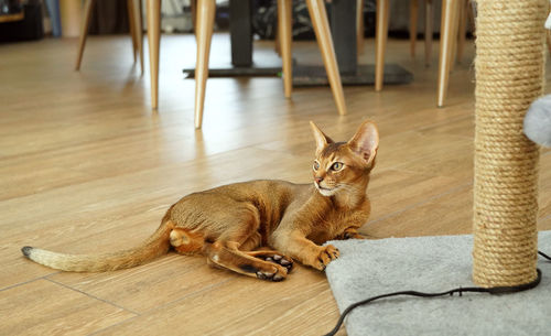 An abyssinian curious cat lying on the floor