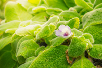 Close-up of flowering plant