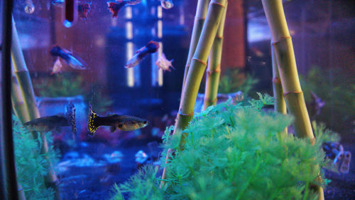 Close-up of fish swimming in aquarium