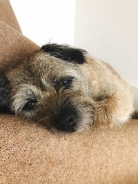 Close-up portrait of puppy at home