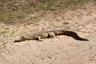 High angle view of lizard on a field