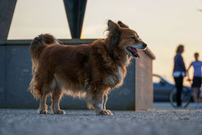 Side view of a dog looking away