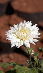 Close-up of white flowering plant