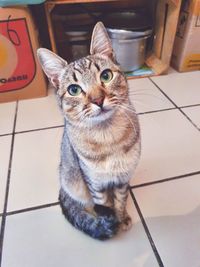 Portrait of cat sitting on floor