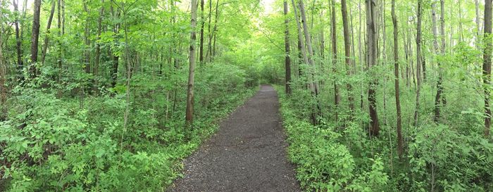 Trail amidst trees in forest