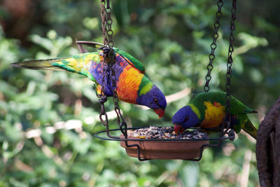 Close-up of parrots perching on bird feeder