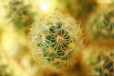 Macro shot of a cactus