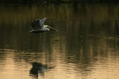 Bird flying over lake