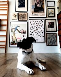 View of a dog sitting on wooden floor