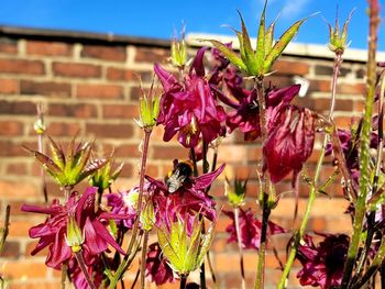 Close-up of bee on pink flowers