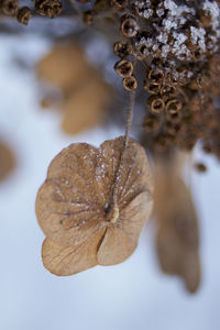 Close-up of dry leaves on plant during winter