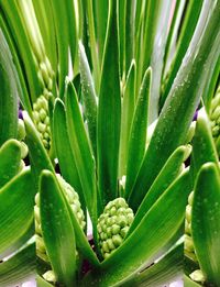 Full frame shot of green leaves