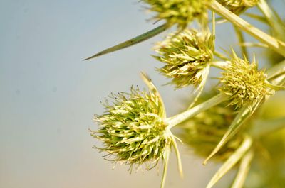 Close-up of flowering plant against sky