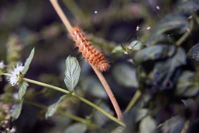 Close-up of flower buds