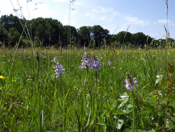 Flowers growing in field