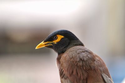 Close-up of a bird