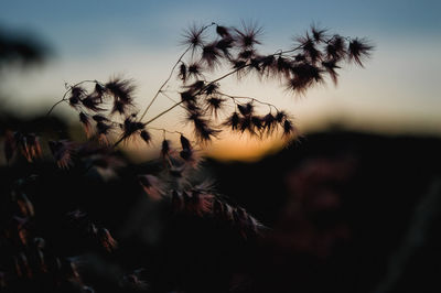 Close-up of plant against sky at sunset